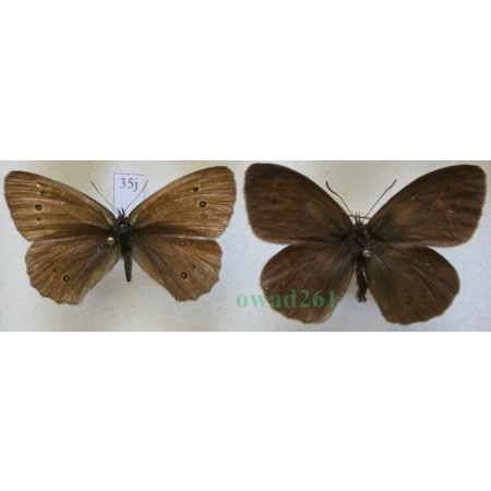 Aphantopus hyperantus (Linnaeus, 1758) pair Przestrojnik trawnik Czech35j